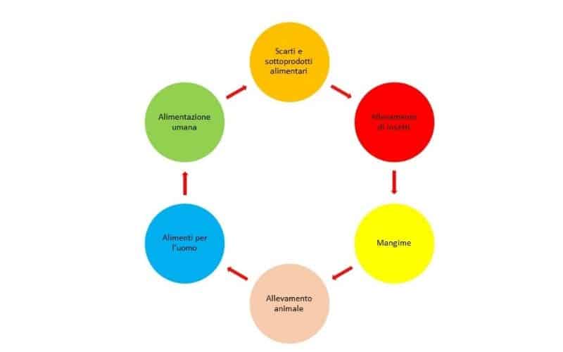 Insetti commestibili - Prospettive future relative alla disponibilità di  alimenti e mangimi - Mangimi & Alimenti